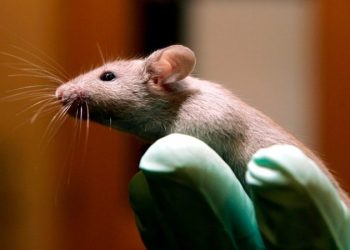 FDA phasing out some animal testing in ‘win-win’ for ethics and public health: commissioner
