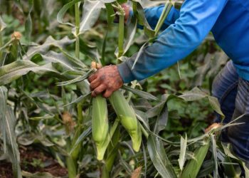 Crop tour projects record 2025 U.S. corn harvest, but disease could hit yields